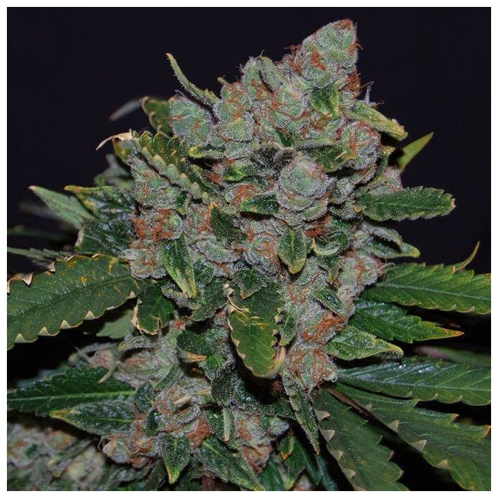 M.O.B. (TH Seeds)