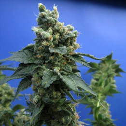 Sage´N Sour Regular (TH Seeds)