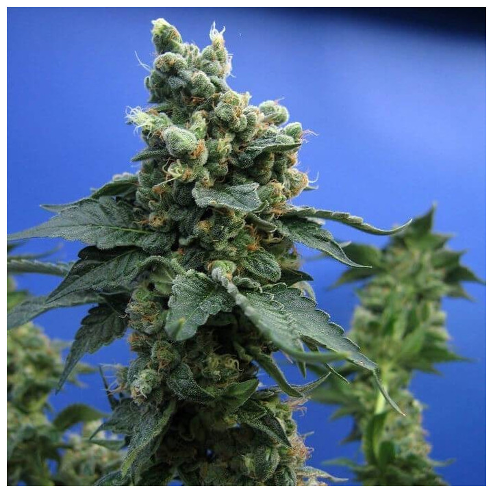 Sage´N Sour Regular (TH Seeds)