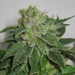 MK Ultra Kush Regular (TH Seeds)