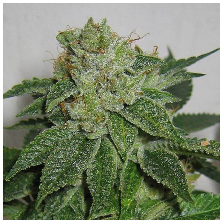 MK Ultra Kush Regular (TH Seeds)