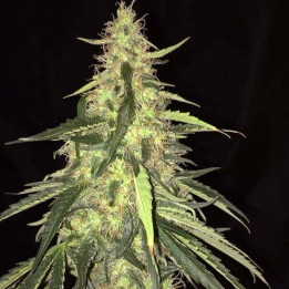 S.A.G.E. CBD (TH Seeds)