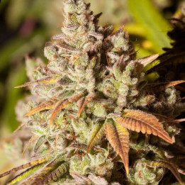 Auto Zkittlez a granel feminizadas
