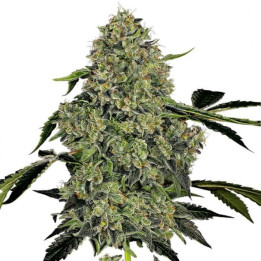 Og Kush Automatic (White Label)