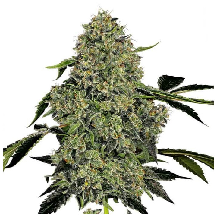 Og Kush Automatic (White Label)