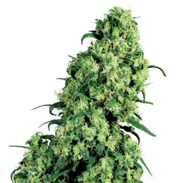 Skunk 1 (White Label)