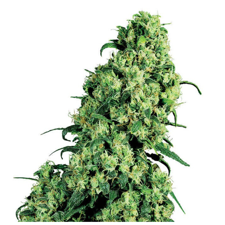 Skunk 1 (White Label)
