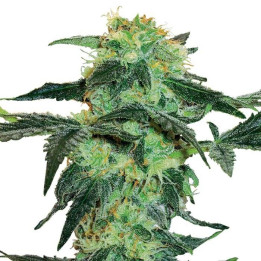 White Ice (White Label)