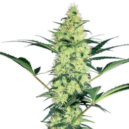 White Diesel (White Label)