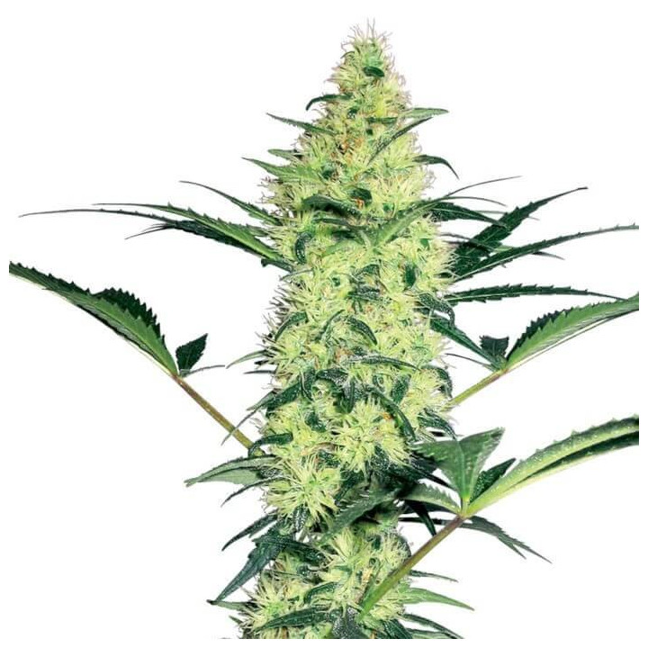 White Diesel (White Label)