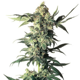 Northern Lights (White Label)