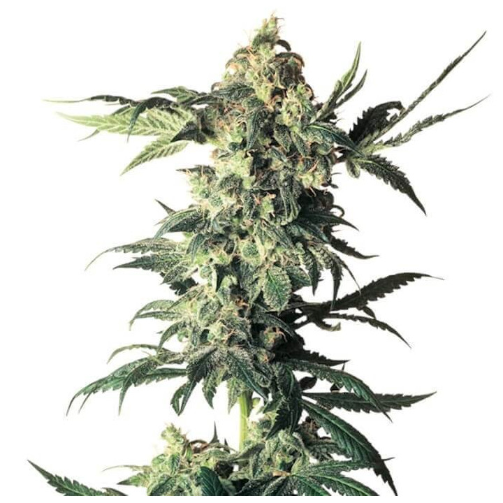 Northern Lights (White Label)