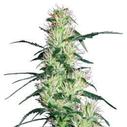 Purple Haze (White Label)
