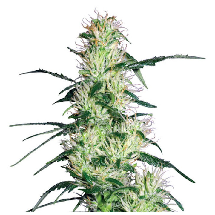 Purple Haze (White Label)