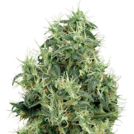 White Gold (White Label)