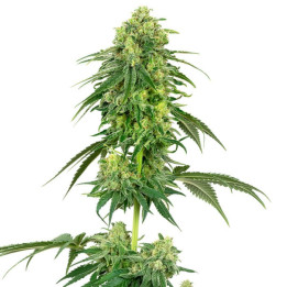 Strawberry Kush (White Label)