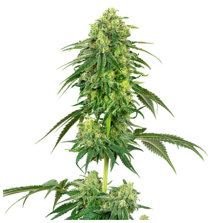 Strawberry Kush (White Label)