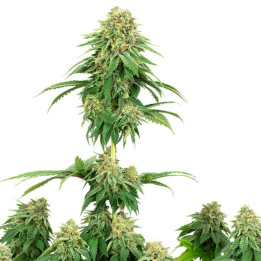 Girl Scout Cookies (White Label)