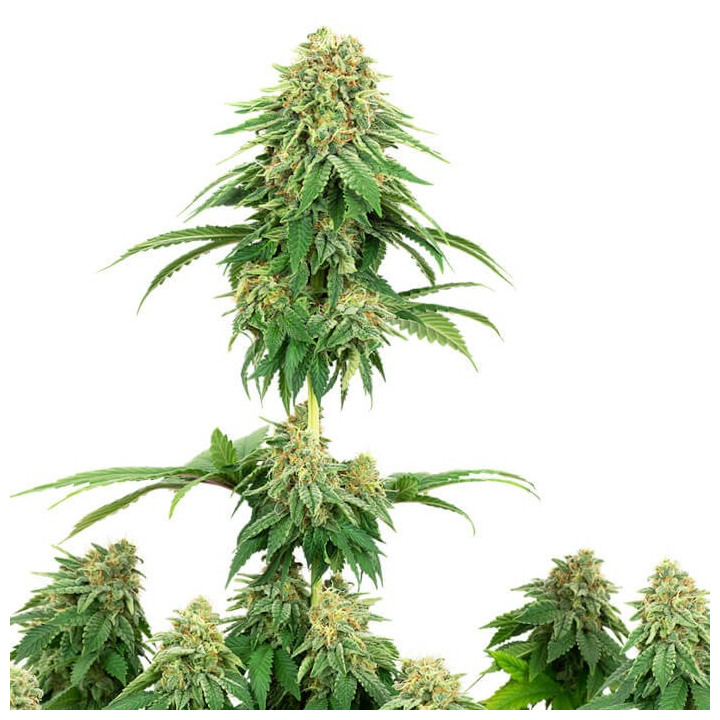Girl Scout Cookies (White Label)