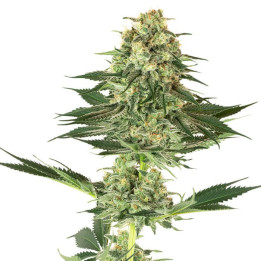 Banana Kush (White Label)