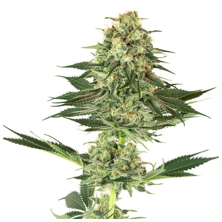 Banana Kush (White Label)