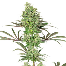 Double Banana Kush (White Label)