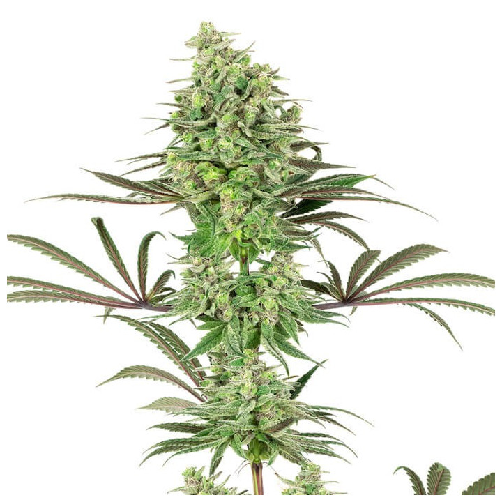 Double Banana Kush (White Label)