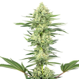 White Gorilla Haze (White Label)