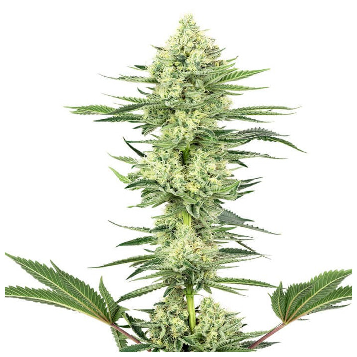 White Gorilla Haze (White Label)