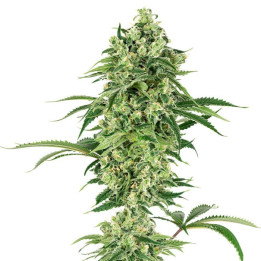 Nicole Hindu Kush (White Label)