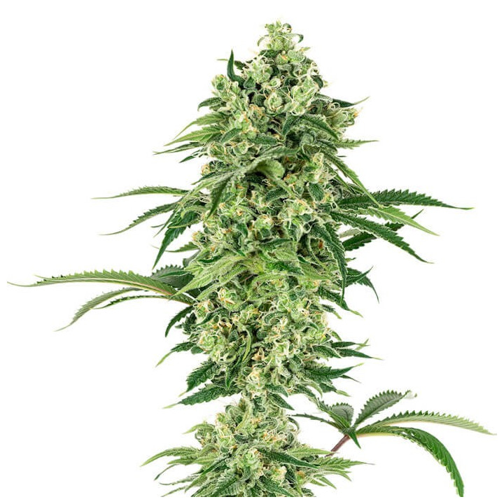 Nicole Hindu Kush (White Label)