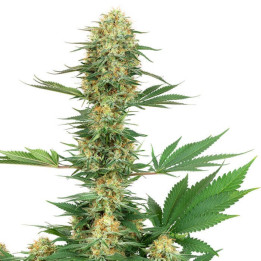 Gelato 420 (White Label)