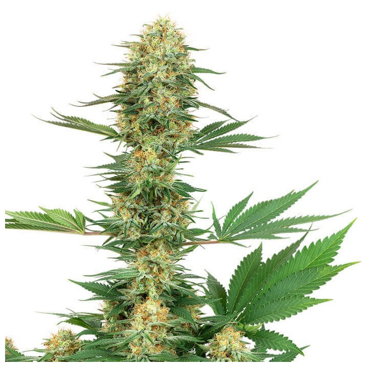 Gelato 420 (White Label)