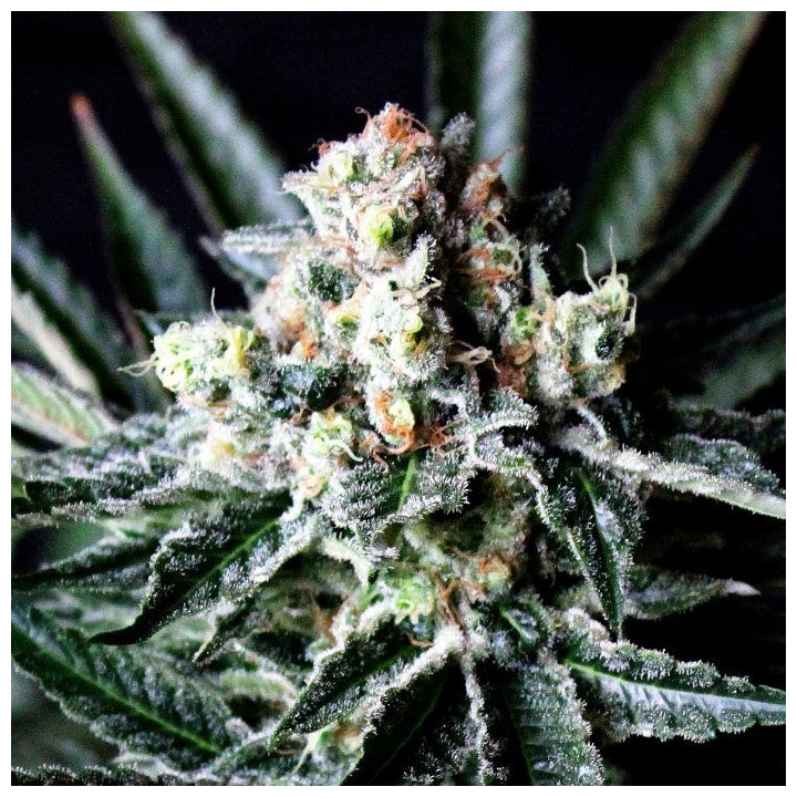Amazing Auto (Absolute Cannabis Seeds)