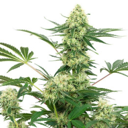 Wedding Cheesecake (White Label)