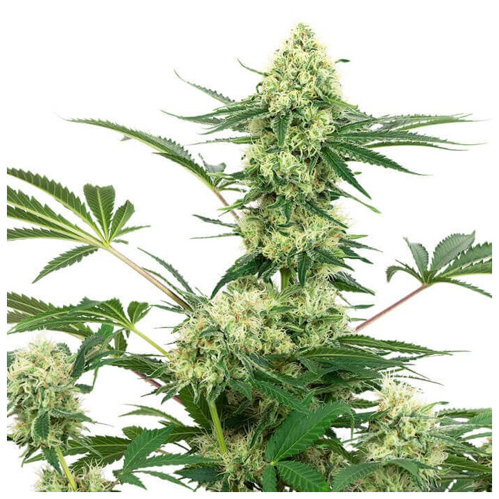 Wedding Cheesecake (White Label)