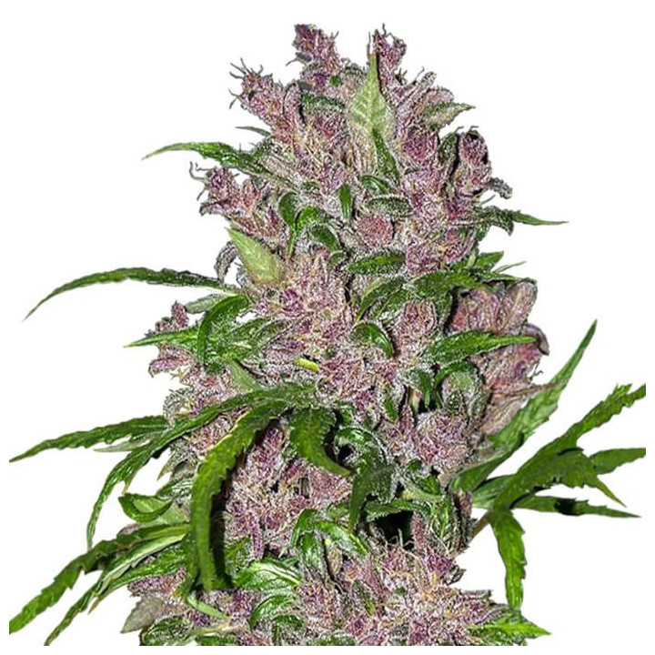 Purple Bud (White Label)