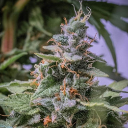 C5 Haze x Kali China Feminizada (Ace Seeds)