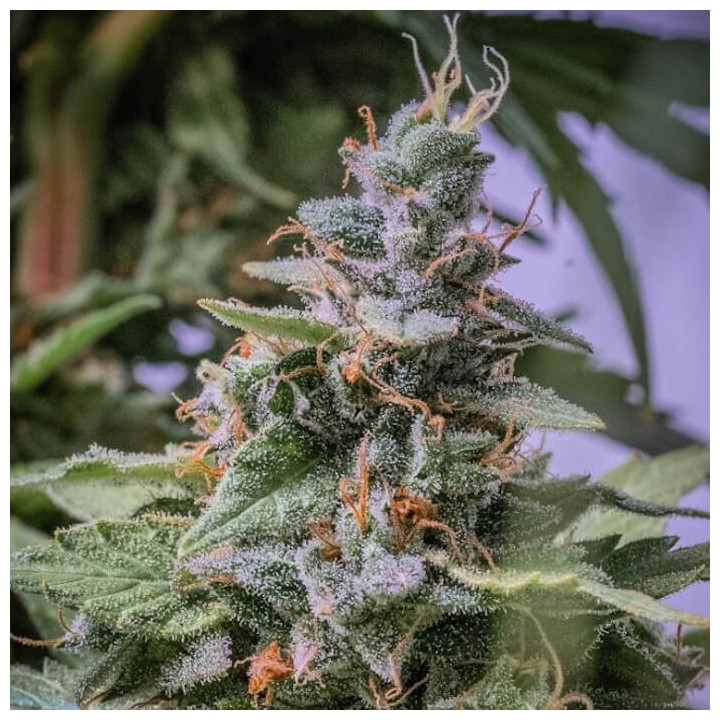 C5 Haze x Kali China Feminizada (Ace Seeds)