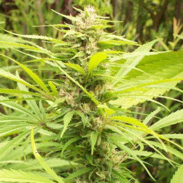 Geen Mountain Grape Standar (Ace Seeds)