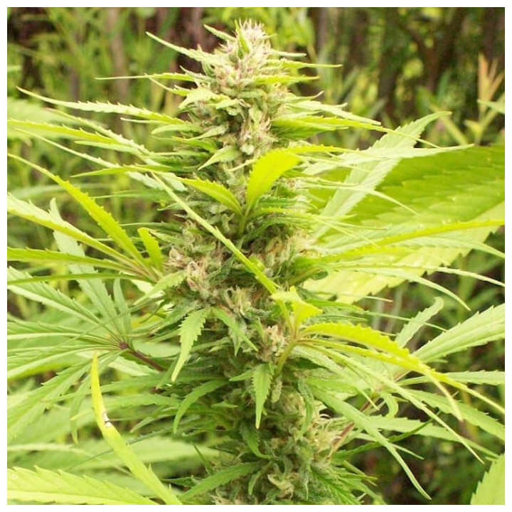 Geen Mountain Grape Standar (Ace Seeds)