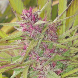 Purple Satelite Standar  (Ace Seeds)
