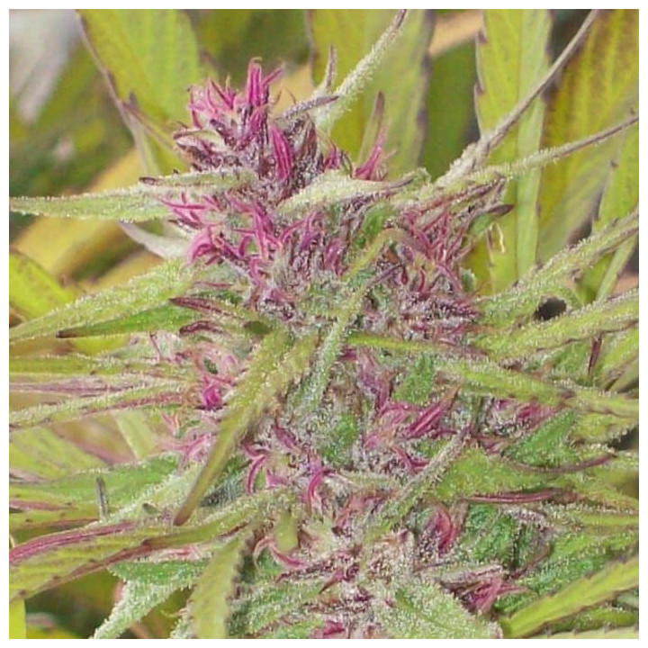 Purple Satelite Standar  (Ace Seeds)