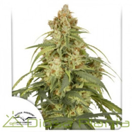 Auto CBD Victory  (Dutch Passion)
