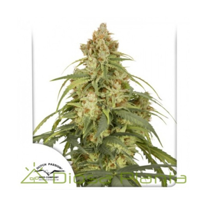 Auto CBD Victory  (Dutch Passion)