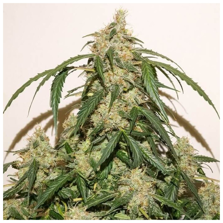 Auto Skywalker Haze (Dutch Passion)
