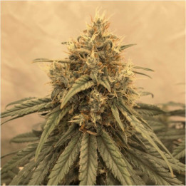 Amsterdam Amnesia (Dutch Passion)