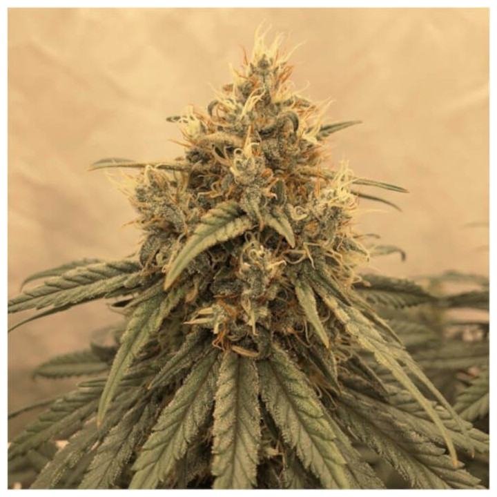 Amsterdam Amnesia (Dutch Passion)