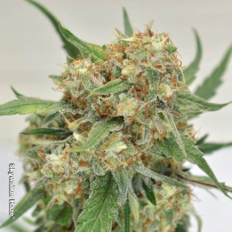 Skywalker Haze (Dutch Passion)