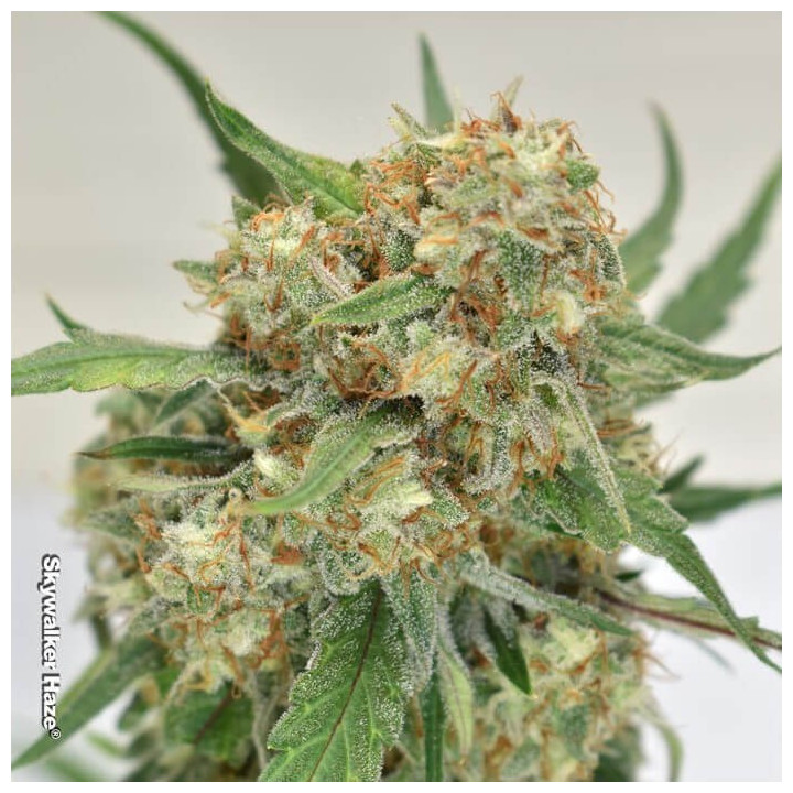 Skywalker Haze (Dutch Passion)